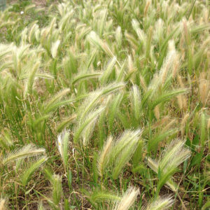 forasacchi