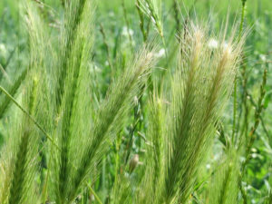 forasacchi