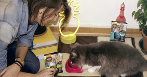 cibo per gatti