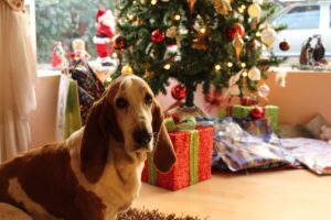 Pet Wish List Natale